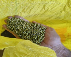 STAR 444 Moong for sale in Bareilly