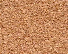 Other Wheat for sale in Akola