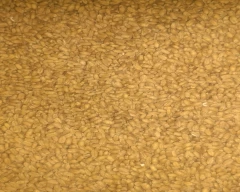 Normal Wheat for sale in Sambhal