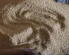 Normal Wheat for sale in Kannauj