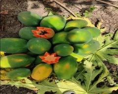 Number 15 Papaya for sale in Aurangabad