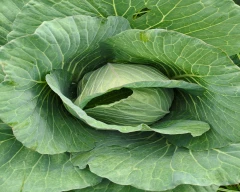 A Grade Quality Cabbage for sale in Kolar