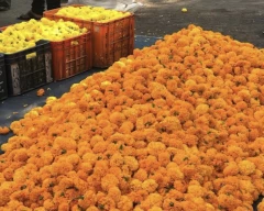 Normal Marigold for sale in Nadia
