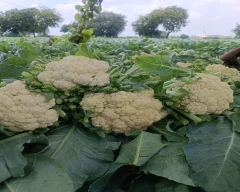 NBH - HAPPY (101) Cauliflower for sale in Agra