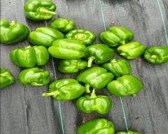 Normal Capsicum for sale in Bengaluru Rural