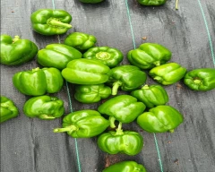 Normal Capsicum for sale in Bengaluru Rural