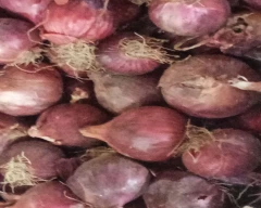 A Grade Quality Onion for sale in Purnia