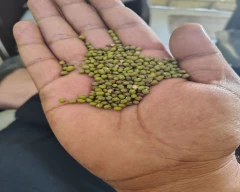 B Grade Quality Moong for sale in Hoshangabad