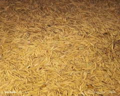 Normal Rice for sale in Amroha