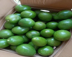 Normal Avocado for sale in Bengaluru Rural