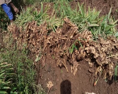 A Grade Quality Ginger for sale in Hassan