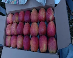 Kashmiri Apple for sale in Kulgam