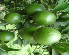 A Grade Quality Orange for sale in Wardha