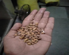 Indian Chana for sale in Bhilwara