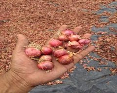 A Grade Quality Small Onion for sale in Coimbatore