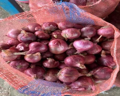 A Grade Quality Onion for sale in Nashik