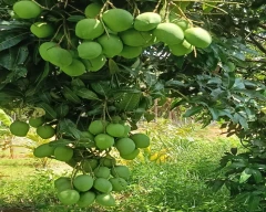 Alphonso Mango for sale in Dharmapuri