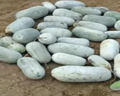 Normal Pumpkin for sale in Fatehpur
