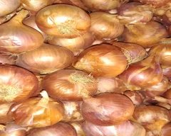 A Grade Quality Onion for sale in Shajapur
