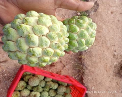 Normal Custard Apple for sale in Udaipur