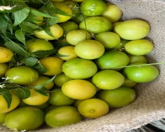 Normal Lemon for sale in Vijayapura
