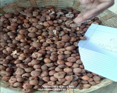 Rashi Arecanut for sale in Barpeta