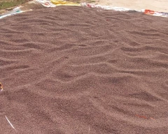 Normal Cluster Beans for sale in Hisar