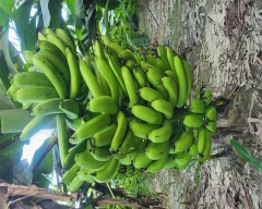 G-9 Banana for sale in Sitapur