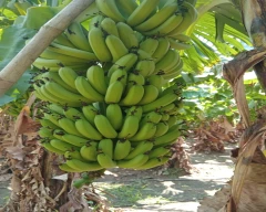 G-9 Banana for sale in Coimbatore