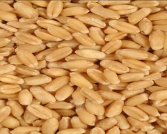 A Grade Quality Wheat for sale in Fazilka