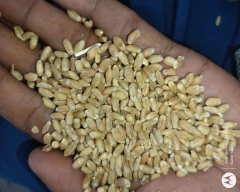 Normal White Peas for sale in Kanpur Dehat