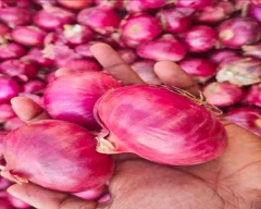 A Grade Quality Onion for sale in Ahmednagar