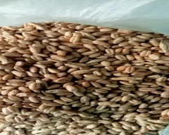 Normal Wheat for sale in Umaria