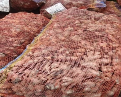 A Grade Quality Ginger for sale in Goalpara