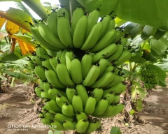 G-9 Banana for sale in Kalaburagi