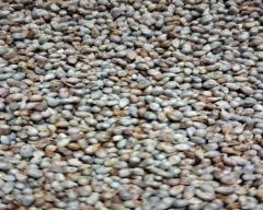 A Grade Quality Bajra for sale in Jaipur