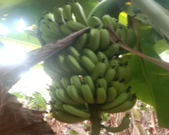 G-9 Banana for sale in Jalgaon