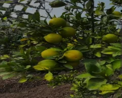 Normal Mosambi for sale in Nagpur