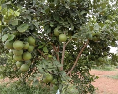 Normal Mosambi for sale in Mandi