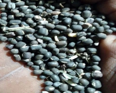 Black Urad for sale in Bundi