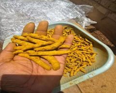 Dry Finger Turmeric for sale in Hingoli