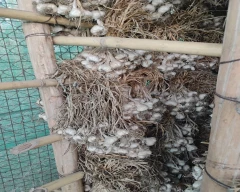 A Grade Quality Garlic for sale in Aurangabad