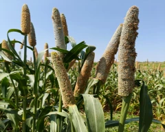 Normal Bajra for sale in Jodhpur