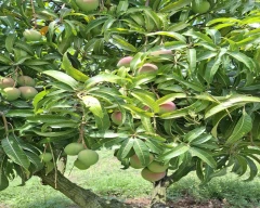 Sindhuri Mango for sale in Krishnagiri