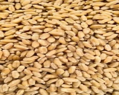 Normal Wheat for sale in Kaushambi