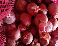 Other Onion for sale in Bhiwani