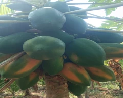 Pandra Papaya for sale in Chitradurga