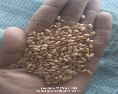 B Grade Quality Wheat for sale in Budaun