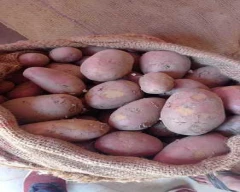 302 Potato for sale in Jalpaiguri
