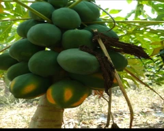 Red Lady Taiwan 786 Papaya for sale in YSR District